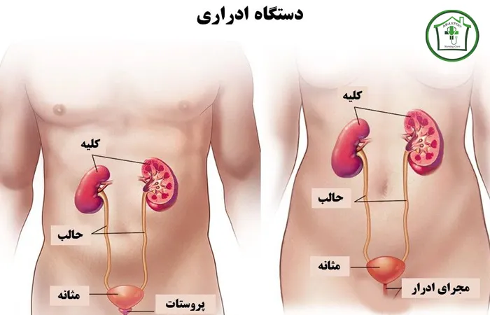 مشکلات دستگاه ادراری